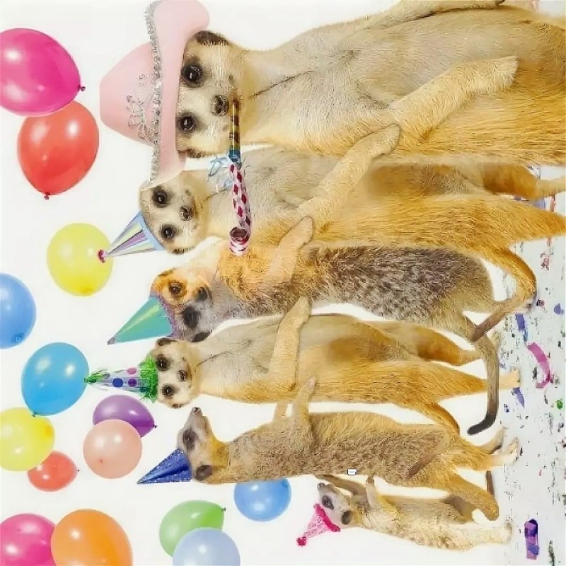 Create meme: Birthday, birthday animals, happy birthday fun dog