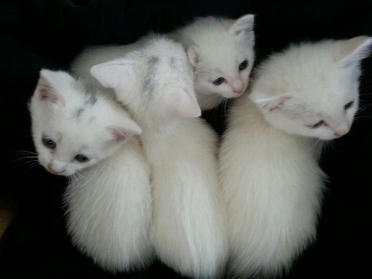 Create meme: kitty white, Angora kitten is white, Angora cat