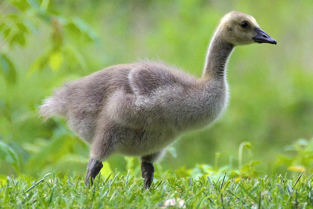 Гусенок. Gosling гусенок. Птенец гуся. Маленький Гусь. Детеныш гуся.