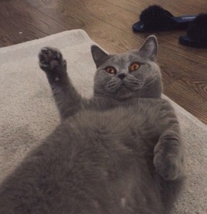 Create meme: cat, Scottish fold cat, cat