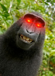 Create meme: the trick, monkey, gorilla funny