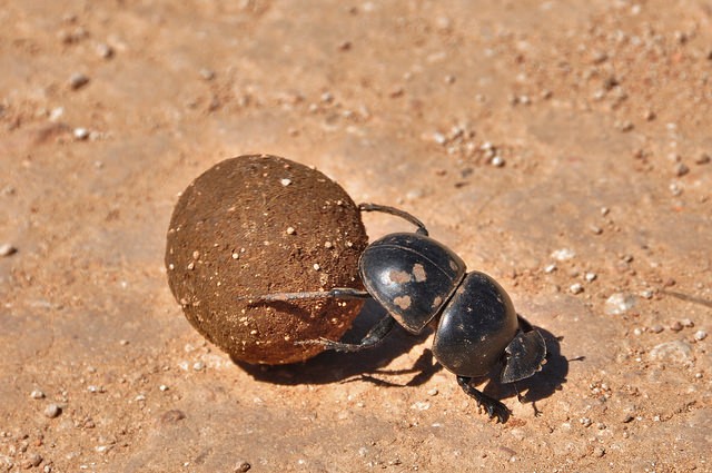 Create meme: dung beetle , the scarab , the beetle beetle 
