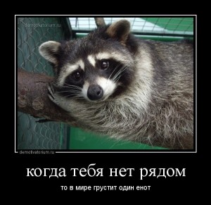 Create meme: enotik, raccoon is crying photos, poor little Coon