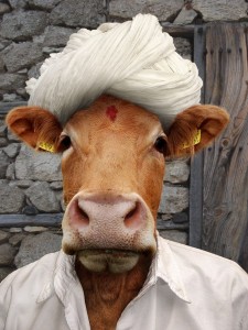 Create meme: animals, kurban, the nose of a cow