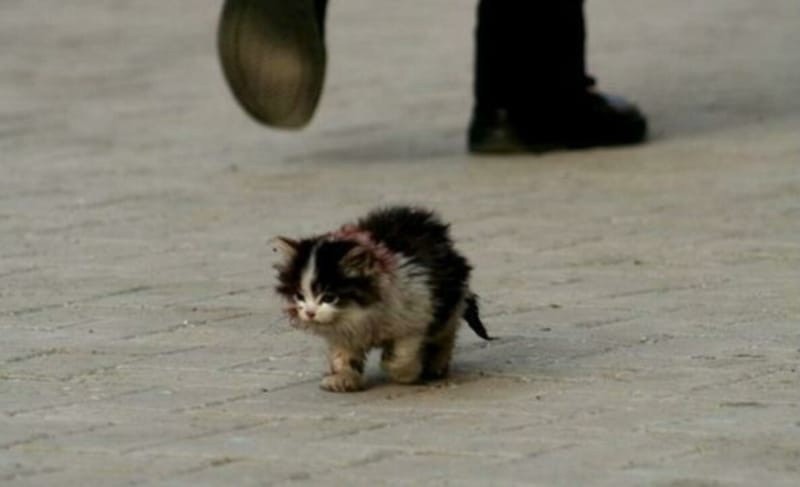 Create meme: Kitten, I will definitely survive the original, I will definitely survive, the cat is homeless