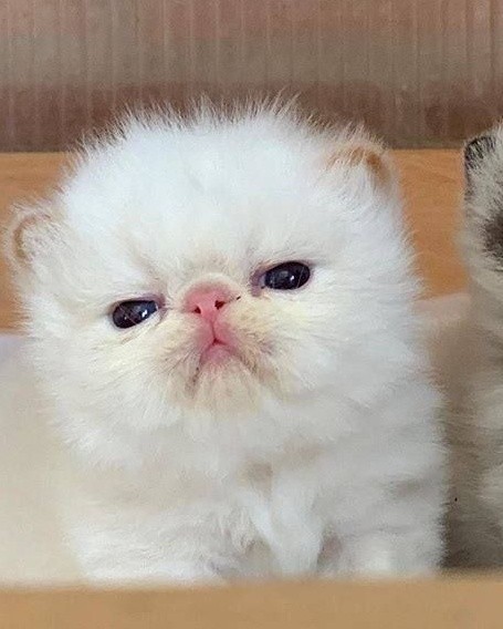 Create meme: Persian cat , The Persian kitten, white persian kitten