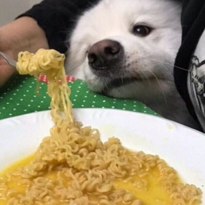 Создать мем: едят собак, смешные фотографии, любовь к еде
