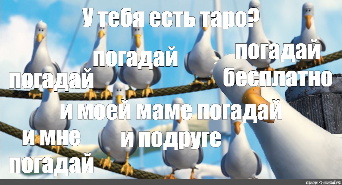 Цвет дай дай. Шо шо шо Мем Чайки. Мем Альбатросы из Немо Погадай. Мем Чайки мам. Мем с чайками НЭМО шо-шо-шо.