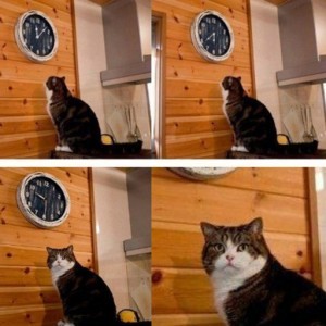 Create meme: meme cat, cat time, meme with a cat and a clock