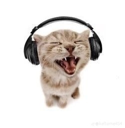 Create meme: cat with headphones, kitten with headphones, cat in headphones meme