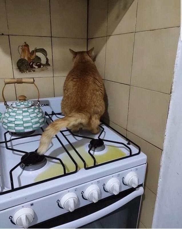 Create meme: cat , cat in the kitchen, cat 