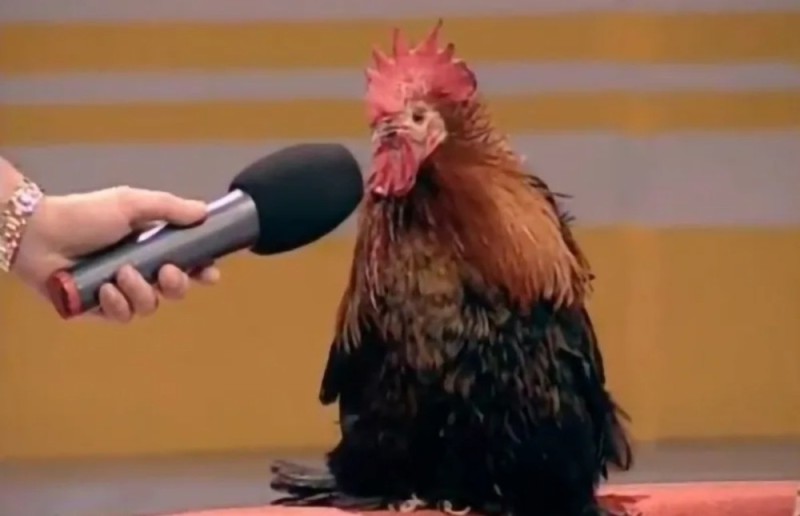 Create meme: Russian cock, cock funny, cock with microphone meme