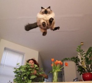 Create meme: Flying cat