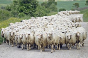 Create meme: flock of sheep, people are a flock of sheep, a flock of sheep