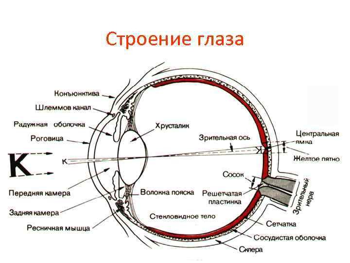 Глаз картинка с подписями