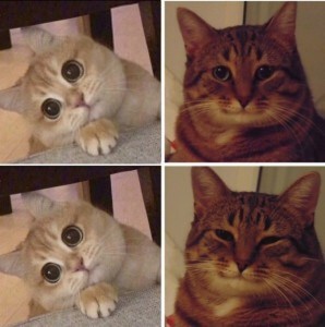 Создать мем: кот из мема, милые мемы с котиками, мем котик