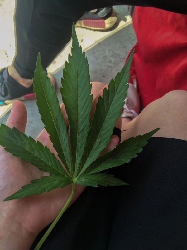 Create meme: home plant, leaves similar to hemp, tobacco mosaic cannabis