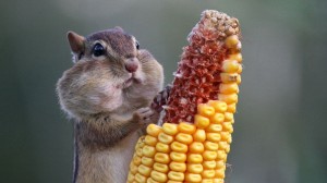 Create meme: funny animals, Alvin and the chipmunks, hamster with corn