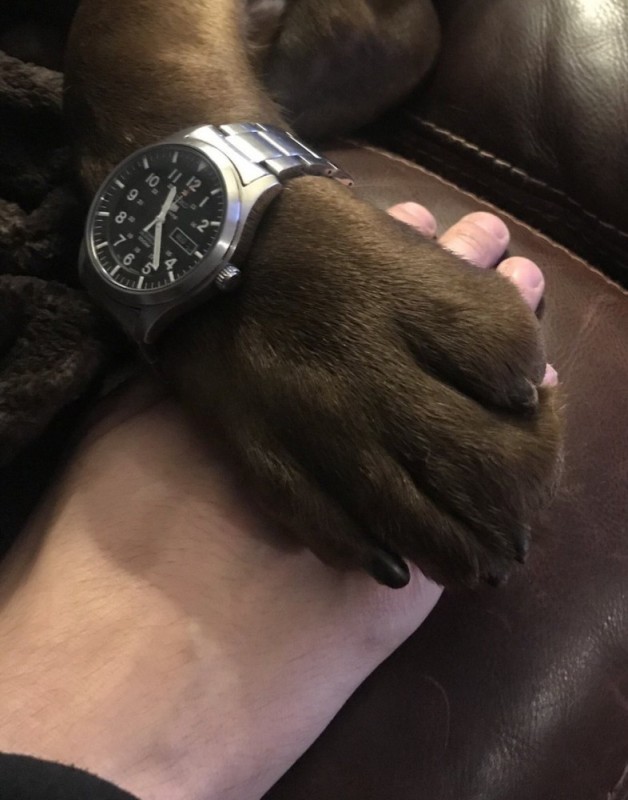 Create meme: a dog's hand with a watch, men's watch , the cat with the clock