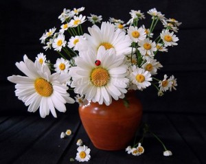 Create meme: bouquet of daisies, Daisy flower, beautiful daisies