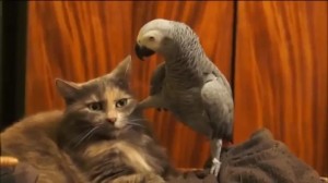 Create meme: the cat and the parrot questioned the cat, talking parrot, parrot interrogating the cat