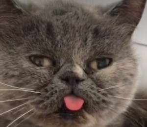 Create meme: grey cat, Cat, unhappy cat