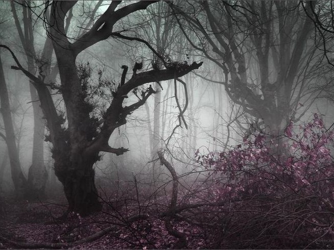 Create meme: mystical forest art, Hoya Bachu forest Romania, dark forest