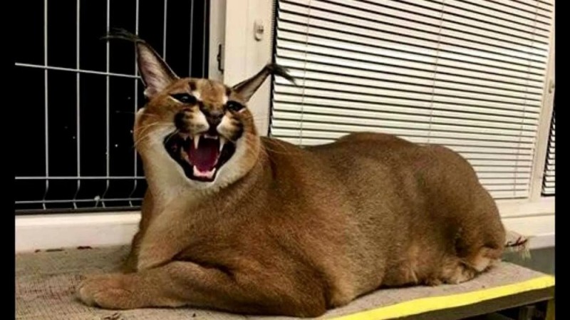 Create meme: the cat caracal, karakal gosha, Caracal