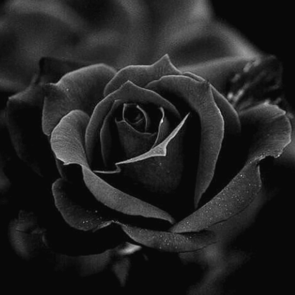 Черная роза на черном
