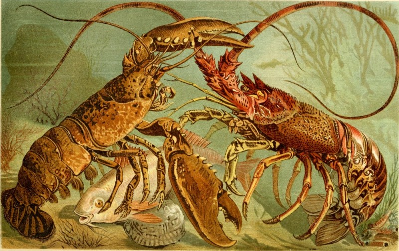 Create meme: lobster engraving, lobster and lobster, langoust