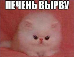 Создать мем: кошка, милые котики смешные, кот пуська