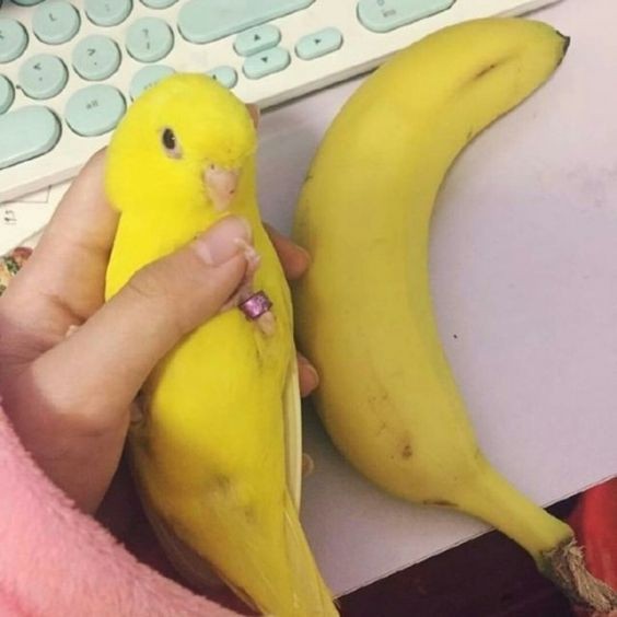 Создать мем: banana meme, попугай банан, попугай манго порода