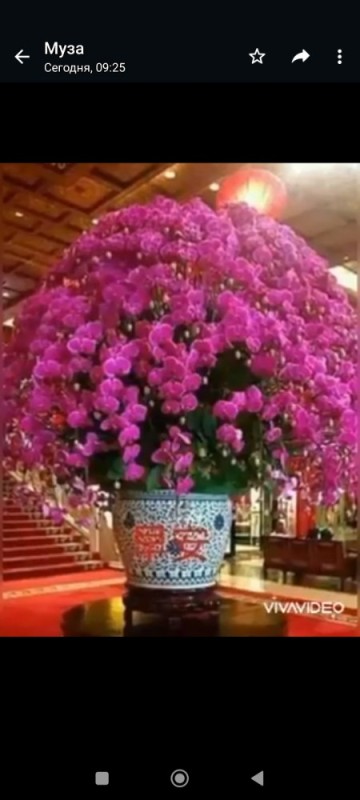 Create meme: orchids, indoor flowers are beautiful, gorgeous flowers