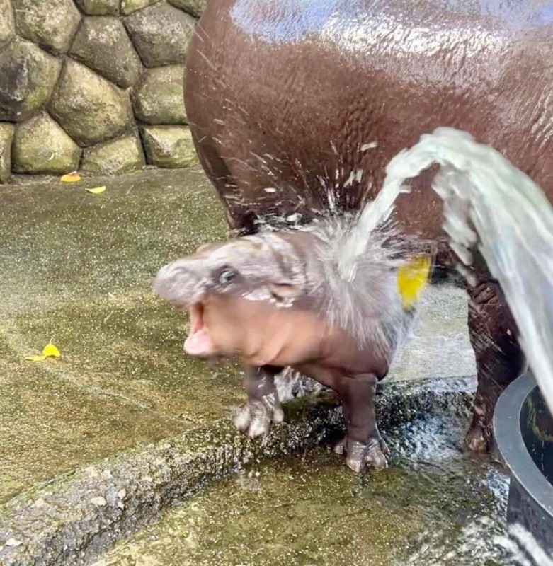 Create meme: pygmy hippopotamus moscow zoo, dwarf hippos, Moscow zoo behemoth