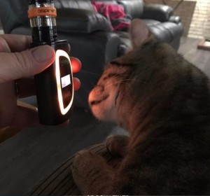 Create meme: monkey, humor give cat drinking beer, electronic cigarette safe
