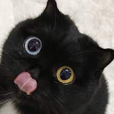 Создать мем: чёрный кот, кот с разными глазами, милый чёрный котик