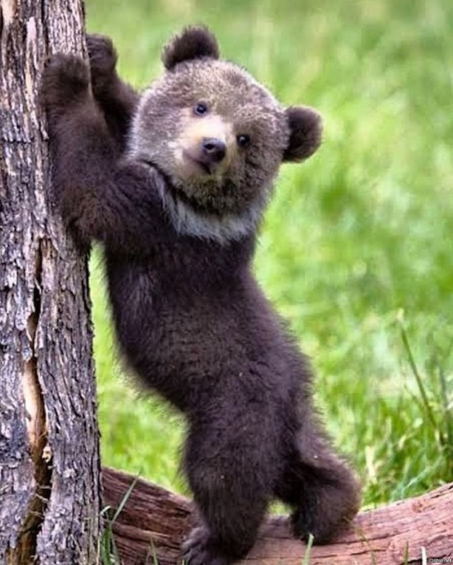 Create meme: Bruin bear in the forest, bear bear, little bear