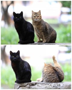 Create meme: kitty, European cat, cat