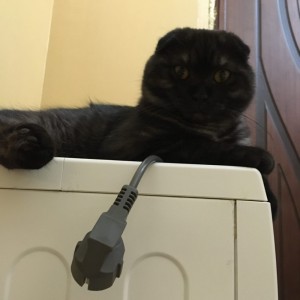Create meme: British lop-eared cat black, cat black Briton lop-eared young, cat