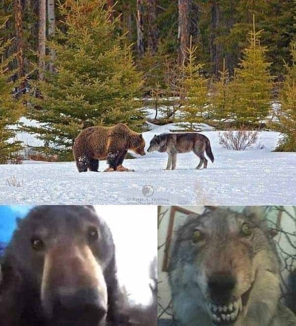 Create meme: stoned wolf , animals , wolf memes