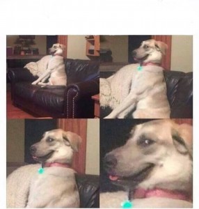 Create meme: funny, Panin and dog photo funny, funny memes