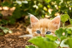 Create meme: pictures of kittens, cat ginger, ginger kitten
