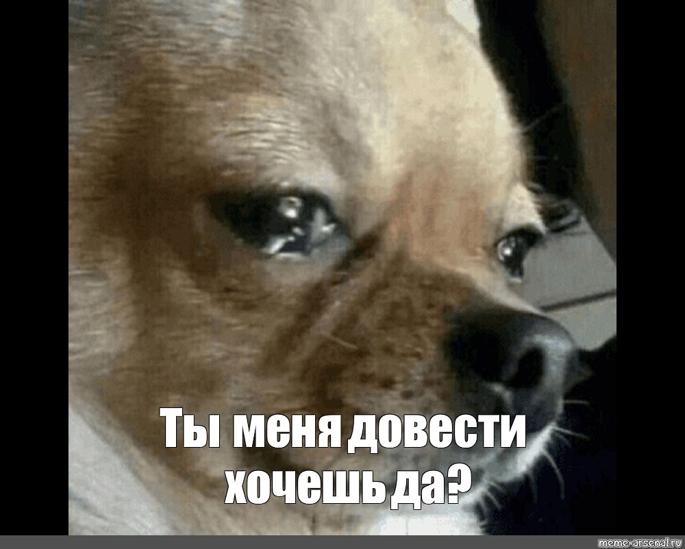 Meme: "Ты меня довести хочешь да?", , cốm,twitter ,me ,sad husky ...