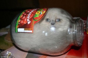 Создать мем: кошка ксюша, funny cat, jar