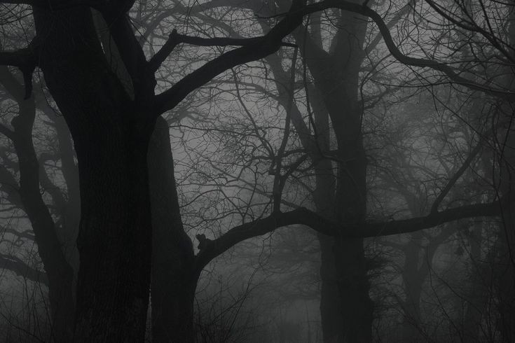 Создать мем: темный лес, туманное утро, пейзаж мрачный