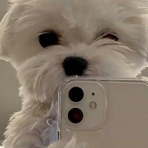 Создать мем: телефон с камерой, милые щенки, собачки
