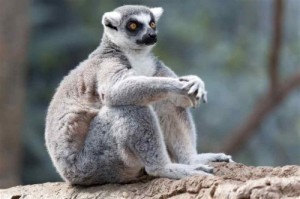 Create meme: funny animals, lemur, what a day lemur