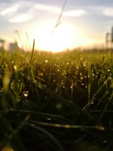 Create meme: grass sun, the grass in the dew, grass sunset macro