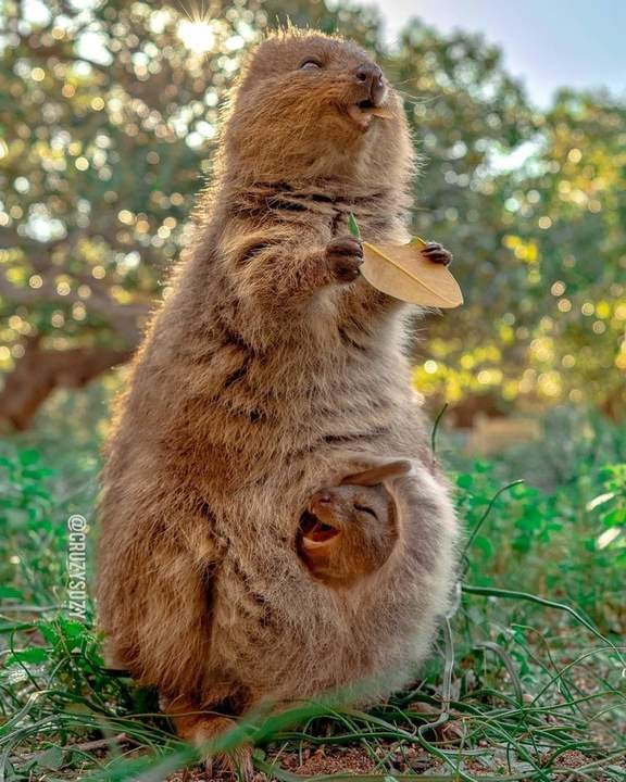 Create meme: animal quokka, quokka smiling animal, kwoka is an animal