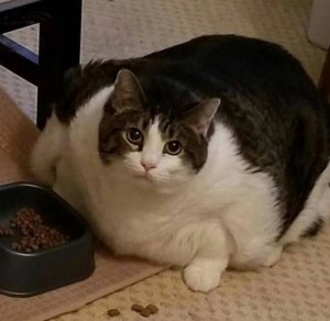 Create meme: the fat cat, cat, fat cat